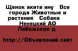 Щенок акита ину - Все города Животные и растения » Собаки   . Ненецкий АО,Лабожское д.